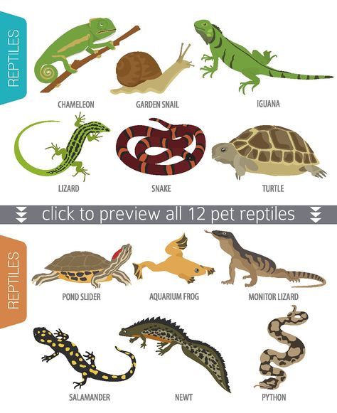 Pet reptiles and amphibians set #insects#Terrarium#illustration#serpentarium Reptile Cupcakes, Iguana Illustration, Terrarium Illustration, Amphibians Animals, Turtle Vector, Pet Reptiles, Snake Terrarium, Snake Turtle, Frog House