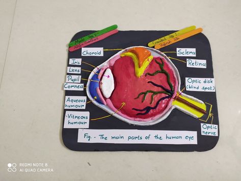 Human Eye Model Project, Human Eye Diagram, Eye Diagram, Parts Of An Eye, Anatomy Of Human, Eye Project, Science Model, Eye Structure, Eye Function