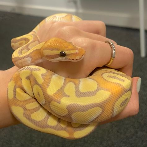 Banana Snake Python, Pastel Banana Ball Python, Snakes Ball Pythons, Banana Pastel Ball Python, Banana Snake, Snake Pets, Banana Ball Python, Snake Yellow, Snake Aesthetic