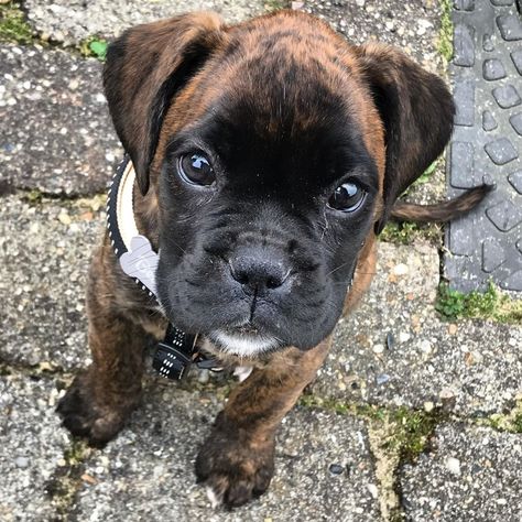 Boxer Puppy Training, Boxer Dogs Brindle, Boxer Dog Breed, Pitbull Boxer, Brindle Boxer, Boxer (dog), Boxer Puppy, English Bulldog Puppies, Boxer Puppies