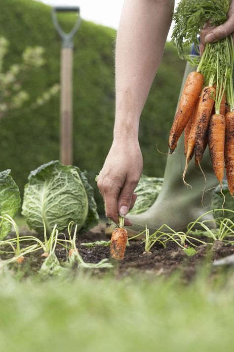 Unrecognizable person picking carrots on field, close-up, low section When To Harvest Carrots, Gardening Photography, Tanaman Indoor, Pure Happiness, Down On The Farm, Planting Vegetables, Grow Your Own Food, Veggie Garden, Edible Garden