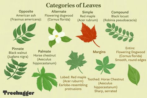 How to Identify Deciduous Trees by Their Leaves Playschool Ideas, How To Identify Trees, Identifying Trees, Texas Trees, Leaves Meaning, Juglans Nigra, Acer Rubrum, Florida Plants, Tree Identification