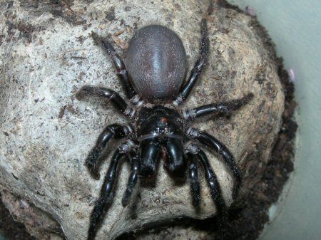 Hadronyche cerberea, tree funnel web spider (Australia) Sydney Funnel Web Spider, Hobo Spider, Dangerous Spiders, Funnel Web Spider, Venomous Animals, Arachnids Spiders, Deadly Animals, Web Spider, Creepy Spider