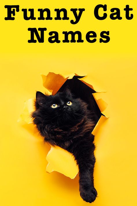 Weird Cat Names, Funny Pet Names, Cat Names Ideas, Ginger Cat Names, Cat Names Funny, Cat Name Ideas, Boy Cat Names, Girl Cat Names, Unique Cat Names