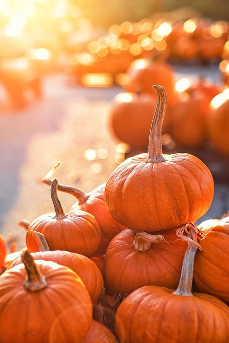 Pumpkin Patch Near Me, The Great Pumpkin Patch, Best Pumpkin Patches, Pumpkin Wallpaper, Orange Aesthetic, Best Pumpkin, Tapeta Pro Iphone, Halloween Backgrounds, Wallpaper Free