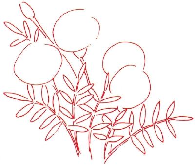 1. Outline - How to Draw a Marigold | HowStuffWorks How To Draw Marigolds Step By Step, How To Draw A Marigold Step By Step, How To Draw A Marigold, How To Draw Marigolds, Draw A Poinsettia, Marigold Drawing, Draw A Daisy, Sketching Lessons, Art 101