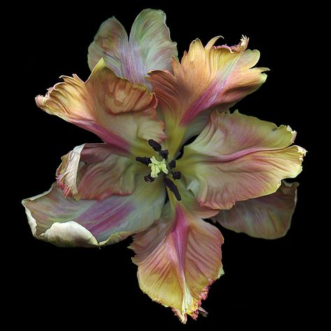 https://flic.kr/p/LRtDwV | Blaze | Parrot tulip  My flowers are scanned at high resolution then digitally painted to enhance the finest details often invisible to the naked eye. A large printed piece can take several hundred hours to complete. www.katescottstudio.com   Follow me on Facebook and Instagram Flowers Black Background, Parrot Tulip, Photo Macro, Parrot Tulips, Flower Icons, Nothing But Flowers, Flower Therapy, Pretty Plants, Flower Pictures