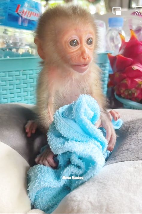 Pet Capuchin Monkey, Monkey Taking A Bath, Monkey Memes, Funny Monkey Memes, Cute Baby Monkey, Christ Tattoo, Monkey Memes Hilarious, Exotic Animals, Monkeys Funny