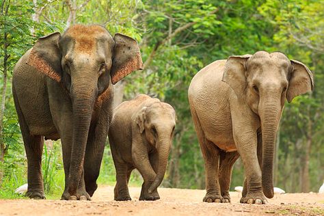 Asiatic Elephant, Elephant Species, Elephant Skin, Elephant Pictures, Elephants Photos, Wild Elephant, Asian Elephant, Indian Elephant, Animal Protection