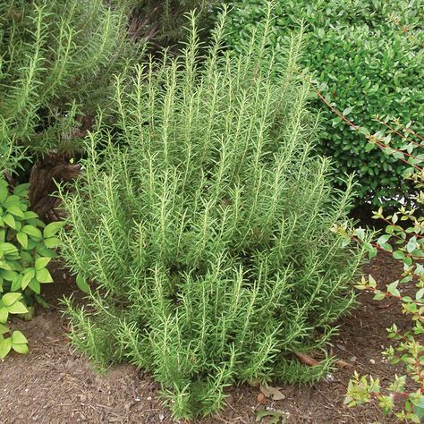 Tattoo Plant, Rosemary Plant, Mosquito Repelling Plants, Tree Nursery, Fast Growing Trees, Garden Shrubs, Low Maintenance Plants, Evergreen Shrubs, Growing Herbs