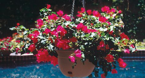 How to grow bougainvilleas | Better Homes and Gardens Vase Shapes, Fresh Cut Flowers, Hanging Pots, Homes And Gardens, Hanging Basket, Bougainvillea, Organic Matter, Small Gardens, Beautiful Vase