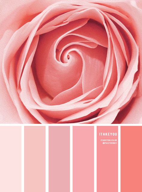 Orange, Teal and Yellow Color Inspiration 1 - I Take You | Wedding Readings | Wedding Ideas | Wedding Dresses | Wedding Theme Pink Tones Colour Schemes, Pink Peach Yellow Colour Palettes, Peach Shades Color Schemes, Shades Of Peach Colour Palettes, Pink Color Wheel, Rose Pink Color Palette, Rose Colour Palette, Nude Color Palette, Peach Pink Color