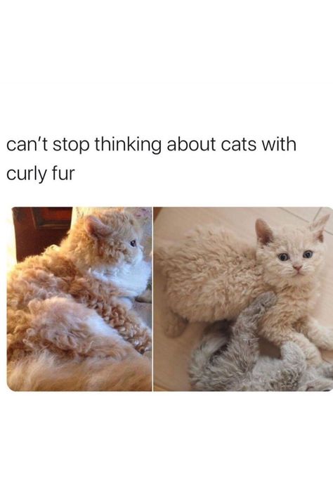 Curly Furred Cat, Cat With Curly Fur, Curly Haired Cat, Curly Cat, Brown Kitten, Brown Curly Hair, Blonde Cat, Brown Cat, Stop Thinking