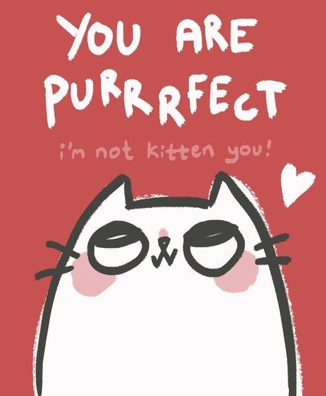 You are purrfect ! Cat Pun, Meow Mix, Cat Puns, Lovely Pictures, Love Puns, Cute Puns, Cat Valentine, Cat Quotes, Funny Puns