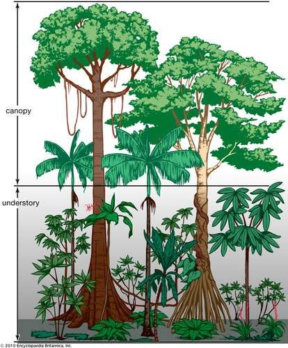 Tropical rainforest - Population and community development and structure | Britannica Rainforest Ecosystem, Rainforest Trees, Rainforest Plants, Jungle Tree, Forest Drawing, Tall Trees, Amazon Rainforest, Tropical Forest, Tropical Rainforest