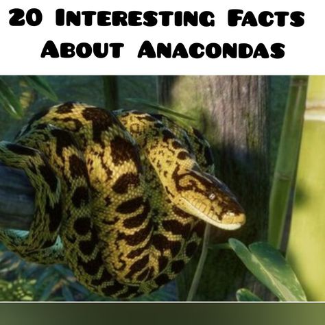 Anaconda Attack, Anaconda Snake, Snake Facts, Reticulated Python, Old Scales, Snake Drawing, Long Snake, Crocodiles, Anaconda