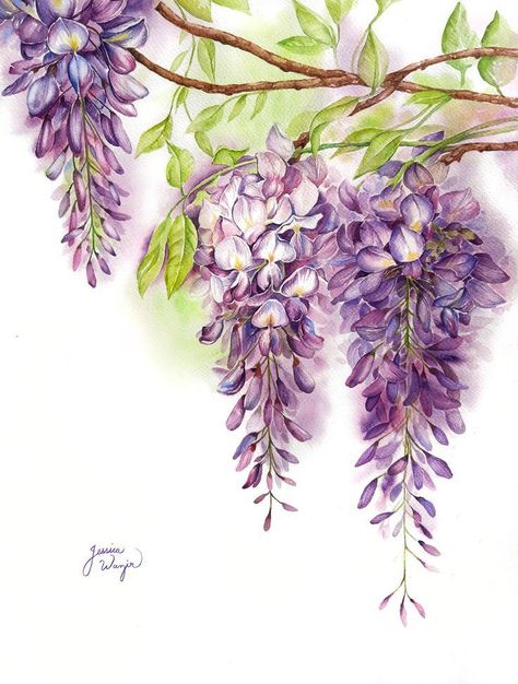 Purple Wisteria Tattoo, Spring Watercolour Painting, Wisteria Tree Drawing, Wisteria Tree Painting, Watercolour Wisteria, Wisteria Illustration, Wisteria Drawing, Wisteria Tattoo, Wisteria Watercolor