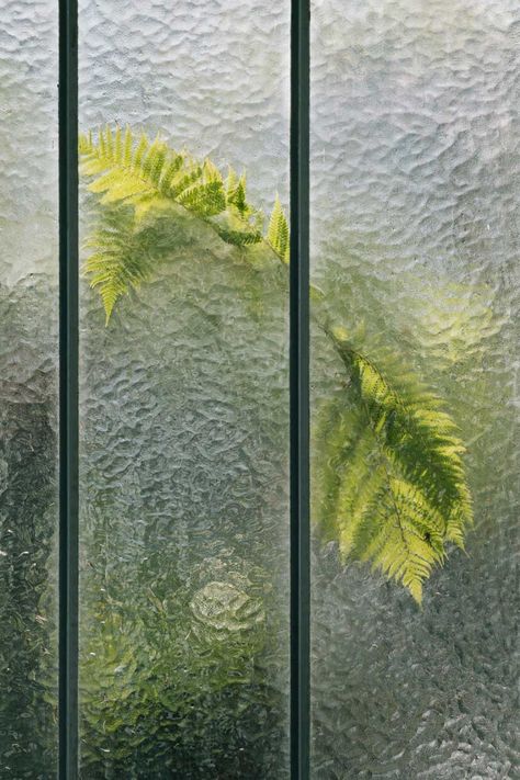 Botanical: Samuel Zeller's stunning photographs of greenhouses that look like oil paintings | Creative Boom Greenhouse Gardens, Greenhouse Windows, Botanical Book, Saint Gobain, Tree Fern, Translucent Glass, Mish Mash, Vibrant Flower, Greenhouses