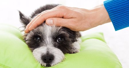 When your pet is sick, it can be hard to know how serious the problem is – after all, pets can’t describe their symptoms or tell us how they feel. An elevated body temperature, more commonly known as... Dog Throwing Up, Dog Fever, Dog Temperature, Dog Coughing, Dog Cold, Puppies Tips, Sick Dog, Dog Search, Dog Care Tips