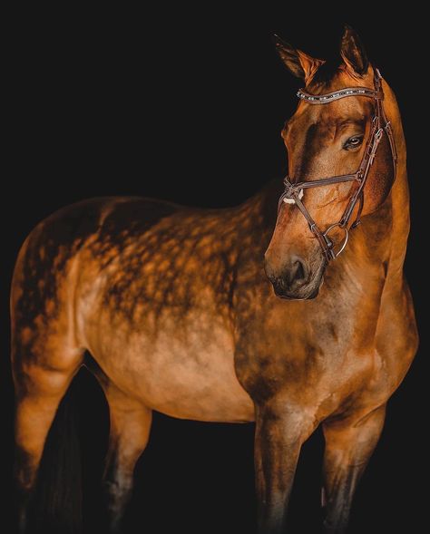 Pick a bay gelding 1-10 😏 | Instagram Kwpn Horse, Horse Markings, Horse Coat Colors, Bay Horse, Horse Boarding, Horse Aesthetic, Most Beautiful Horses, Thoroughbred Horse, Dressage Horses