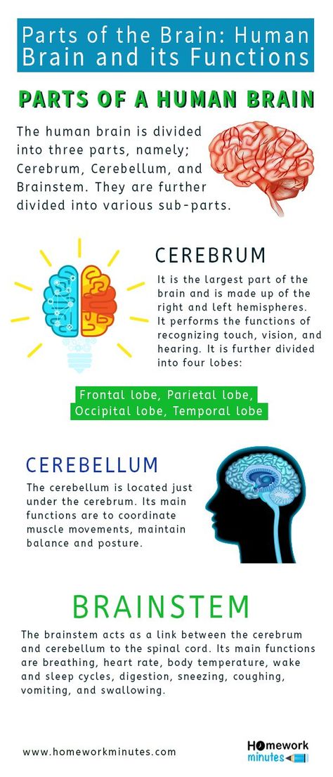 Function Of The Brain, Parts Of The Brain And Its Function, Fact About Brain, Brain Function Chart, Brain Anatomy And Function Notes, Parts Of Brain And Function, Parts Of The Brain And Function, Parts Of Brain, The Brain Anatomy