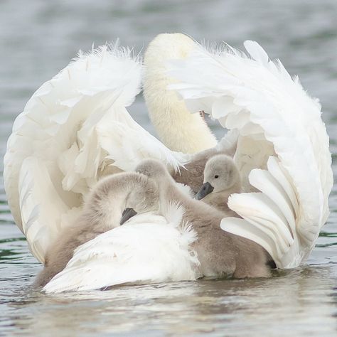 Chaitanya Deshpande on Instagram: “Follow up to my cygnet image from a few days ago....So there was space for all 4 after all! . . #spring #weather #lightroom…” Dark Fairytale Aesthetic, Swan Photo, Swan Family, Fantasy Digital Art, Animal Landscape, Yves Klein Blue, Before I Sleep, Baby Birds, Swan Princess