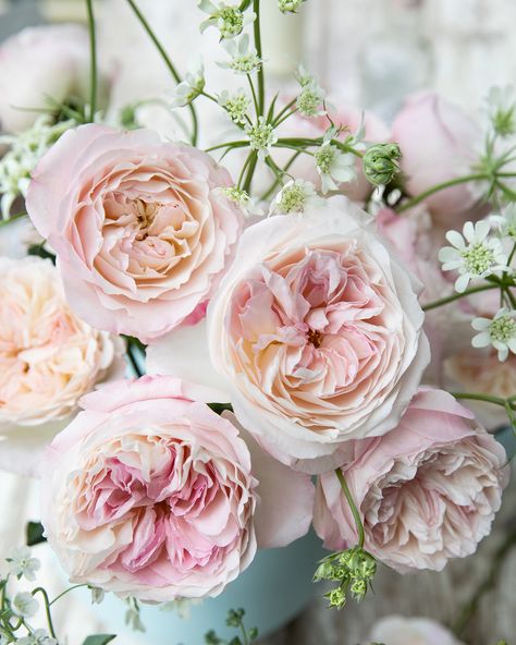 David Austin Wedding, Pink Rose Wedding Bouquet, Wedding Roses, Austin Rose, Pink Rose Bouquet, Planting Plan, Rose Wedding Bouquet, Flower Company, Bohemian Flowers