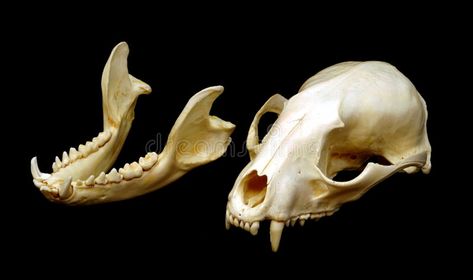 Raccoon Skeleton, Raccoon Teeth, Raccoon Skull, Teeth Images, Animal Skeletons, Animal Teeth, Skull Drawing, Black Image, Drawing Reference