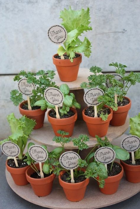 Seedling Party Favors, Terracotta Pot Party Favors, Seedling Wedding Favors, Herb Party Favors, Herb Wedding Favors, Plant Party Favors, Vegetable Wedding, Herb Centerpieces, Timothy Green