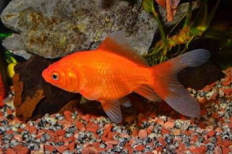 Keeping Feeder Goldfish: Complete Guide 2024 | Pet Keen Common Goldfish, Goldfish Tank, Meant To Be Together, A Pond, Pet Bird, Freshwater Aquarium, Bearded Dragon, Big Fish, Pet Store