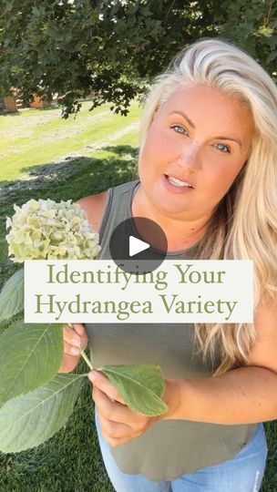 62K views · 9.8K reactions | Identifying your hydrangea variety using the leaves and growth pattern!
* Oakleaf hydrangeas/ hydrangea quercifolia
 - Leaves are shaped like an oakleaf 
 - Blooms on old wood
 - Hand off unless absolutely necessary. If necessary, prune in summer directly after they bloom
* Panicle hydrangeas/ hydrangea Paniculata 
 - Three leaves coming off a single node on a lower area of a main stem
 - Blooms on new wood 
 - Prune  after full dormancy through early spring 
 - All hydrangea tree varieties 
* Smooth hydrangea/ hydrangea arborescens
 - Petioles longer than 1 inch on a lower stem 
 - Blooms on new wood 
 - Prune  after full dormancy through early spring 
* Bigleaf and Mountain Hydrangeas/ hydrangea Macrophllya and Serrata
 - Petioles shorter than 1 inch on a low Oakleaf Hydrangea Landscape, Hydrangea Plant Care, Hydrangea Tree, Hydrangea Petiolaris, Hydrangea Landscaping, Hydrangea Varieties, Smooth Hydrangea, Hydrangea Arborescens, Hydrangea Quercifolia