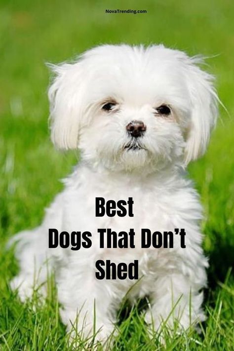 Top 10 Dog Breeds that Don't Shed - Cute Dogs That Dont Shed Small Dogs That Dont Shed, Lap Dog Breeds, Non Shedding Dog Breeds, Low Shedding Dogs, Fillet Recipes, Cutest Small Dog Breeds, Most Cutest Dog, Best Small Dog Breeds, Calm Dog Breeds