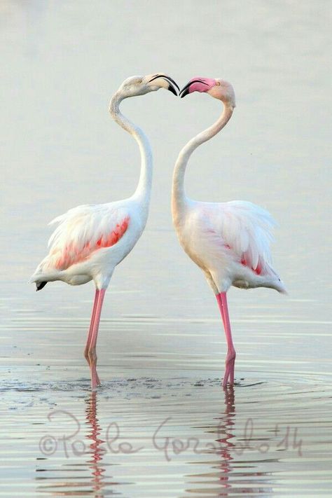 . Flamingo Pictures, Flamingo Photo, Fancy Flamingo, White Flamingo, Pink Birds, Hello Darling, Flamingo Bird, Flamingo Art, Pink Bird