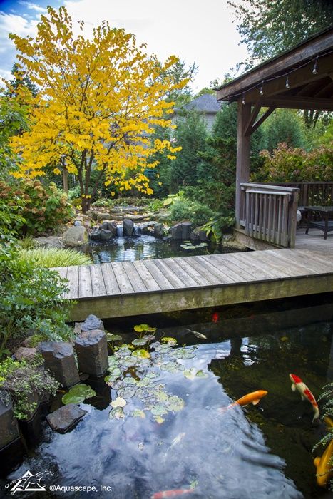 Ponds With Bridges, Driveway Around Pond, Koi Pond Bridge, Koi Pond With Bridge, Koi Pond Ideas, Japanese Koi Pond, Koi Pond Backyard, Coy Pond, Fish Ponds Backyard