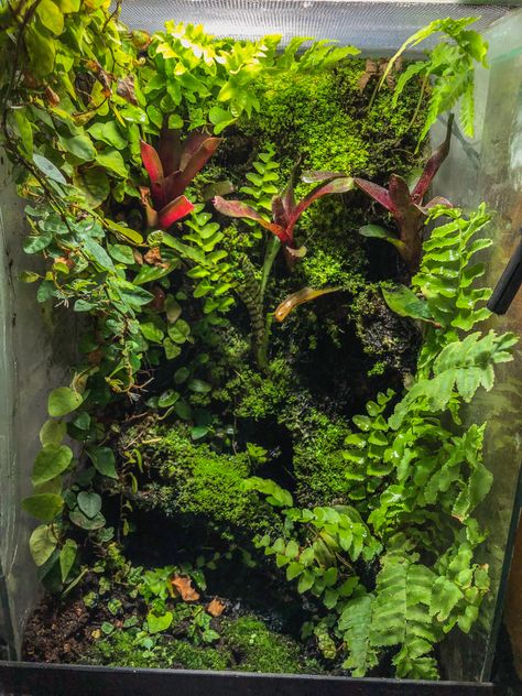 Tropical Vivarium, Paludarium Vivarium, Dart Frog Terrarium, Vivarium Ideas, Bioactive Vivarium, Wall Terrarium, Water Terrarium, Tropical Terrariums, Frog Terrarium