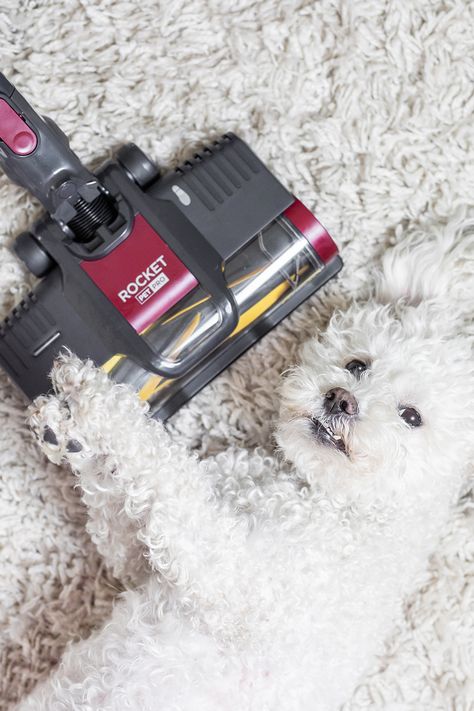 Tips to help stop your dog from attacking your vacuum cleaner! #dogphotography #dogmagazine #dogportraits #poodles #pawshmagazine #interiorsanddogs #vacuums Hair Training, Commercial Photography Studio, Dog Magazine, Training Dogs, Product Shots, Best Vacuum, Dog Photography, Commercial Photography, Vacuums