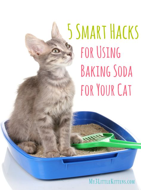 Ways to Keep Your House Fresh Even With a Cat - My 3 Little Kittens Raising Kittens, Smart Hacks, Cat Stain, Baking Soda And Lemon, Cat Bath, Cat Odor, Cat Hacks, Cat Info, Cat Care Tips