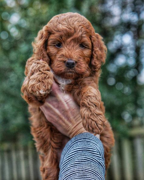 Irishdoodle #rowandoodles #doodlepup #doodlenugget #miniirishdoodle #poodlemix #irishdoodlesofinstagram #miniirishdoodle #doodletales… Irish Doodle, Puppy Mix, Puppy Litter, Doodle Puppies, Really Cute Puppies, Doodle Puppy, Dog Mixes, Puppy Photos, Poodle Mix