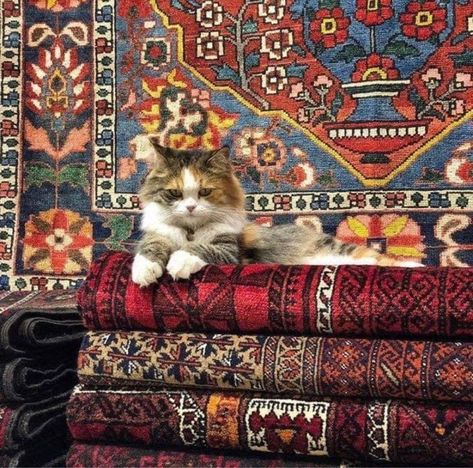 Arabian Rugs, Dark Academia Core, Boho Core, Fantasy Core, Academia Core, Cat Persian, Cottagecore Dark Academia, Saad Lamjarred, Iran Culture