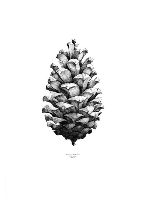 Pine Cone Drawing, Pine Tattoo, Large Pine Cones, Paper Collective, Tattoo Schrift, Pine Cone Art, Bird Sketch, Poster Shop, Tinta China