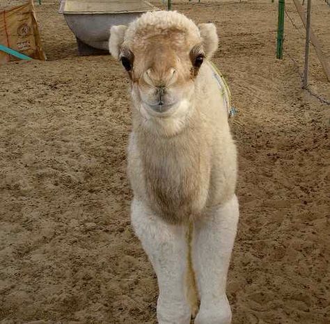 This baby camel is a fluff machine Baby Warthog, Baby Donkeys, Baby Donkey, Cute Puppies And Kittens, Baby Camel, List Of Animals, Young Animal, Puppy Care, Donkeys