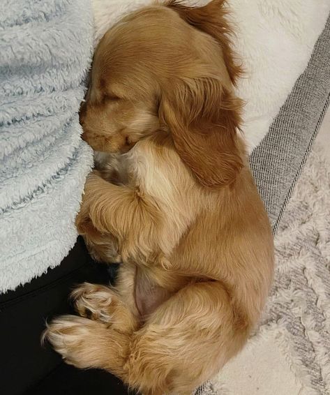 Golden Cocker Spaniel Puppies, Perro Cocker Spaniel, Golden Cocker Spaniel, Drømme Liv, Cocker Spaniel Puppies, Cute Animals Puppies, Cocker Spaniel Dog, Really Cute Dogs, Spaniel Puppies