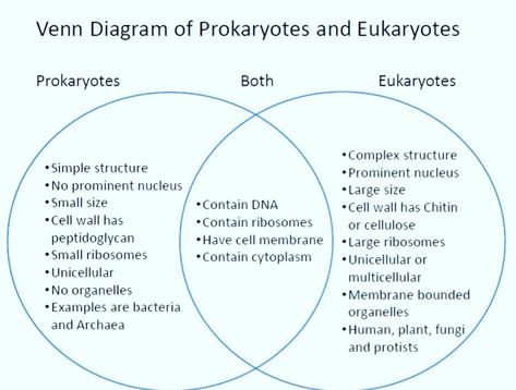 prokaryotes vs eukaryotes venn diagram is an easy way to study similarities and differences between both groups. #cell #venndiagram #Biology#prokarytic #eukarytes Difference Between Prokaryotic And Eukaryotic Cells, Difference Between Plant And Animal Cell, Prokaryotic Cell Drawing, Plant Vs Animal Cell, Prokaryotic Vs Eukaryotic Cells, Animal Cell And Plant Cell, Cell Notes, Cell Activities, Prokaryotes And Eukaryotes