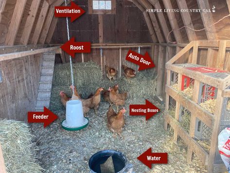 This easy guide on how to layout the inside of a chicken coop in a way that your flock will thrive in, as well as make it easy for you to maintain it. From food and water to laying eggs and protection. Get the reason why you need each component so you can choose the best area to locate it inside the coop. Milk Crate Nesting Boxes, Crate Nesting Boxes, Design Chicken Coop, Pallet Backyard, Chicken Coop Decorations, Chicken Coop Layout, Decorating Backyard, Coop Layout, Inside Chicken Coop