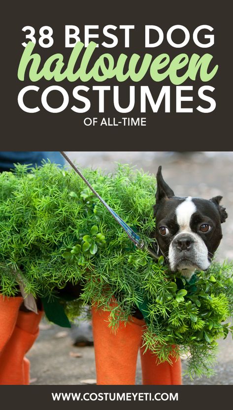 38 Best Dog Halloween Costumes of All Time - Costume Yeti Couples With Dog, Diy Pet Costumes, Large Dog Costumes, Best Dog Halloween Costumes, Best Dog Costumes, Small Dog Costumes, Halloween Costume Patterns, Cute Dog Costumes, Dog Costumes Funny