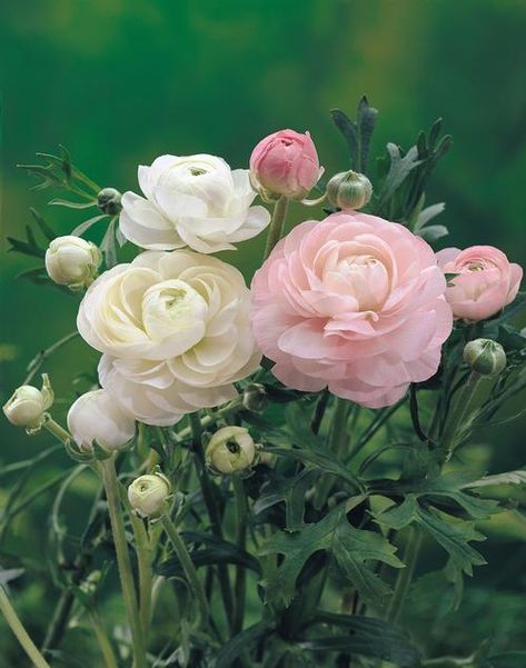 Bouquet Champetre, Ranunculus Flowers, Flower Farmer, Cut Flower Garden, Wedding Flower Arrangements, Gardening Supplies, Flower Farm, Ranunculus, Beautiful Blooms