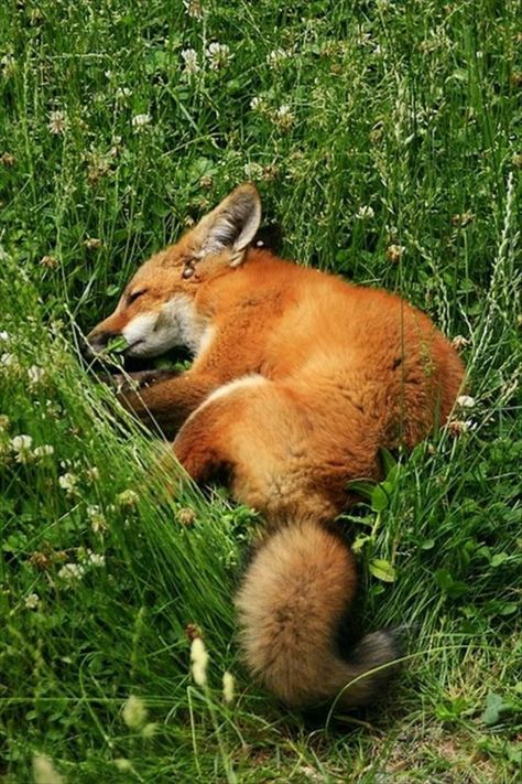 Fuchs als Haustier? Zählt der Fuchs zu den ausgefallenen Haustieren? Nosara, Wild Animals Pictures, Red Fox, Cute Creatures, Sweet Animals, Animal Planet, Animal Photo, Nature Animals, 귀여운 동물