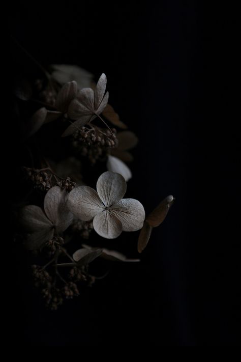 Stills | STILL Flower Dark Photography, Dark Flower Aesthetic Wallpaper, Flower Dark Aesthetic, Dark Plant, Black Flowers Wallpaper, Flowers Black Background, Flowery Wallpaper, Black Background Images, Dark Flowers