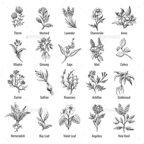 Vintage Botanical Herbs Sketch by vectortatu | GraphicRiver Spice Plants, Vegetable Tattoo, Plants Drawings, Patchwork Aesthetic, Herb Tattoo, Plant Sketches, Herbs Plants, Wild Herbs, Vegetable Design