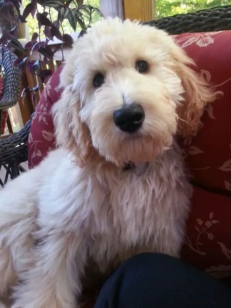 White Dog Names: 60 Best Names for Fluffy Dogs - The Paws White Dog Names, Goldendoodle Haircuts, Goldendoodle Grooming, Best Names, Golden Doodles, Dog Haircuts, Mini Goldendoodle, Golden Doodle, Goldendoodle Puppy